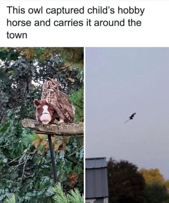 owl memes, funny owl, bird memes, cute owl, owl jokes, owl pictures, nocturnal memes, feathered humor, wise owl memes, hoot memes, owl meme