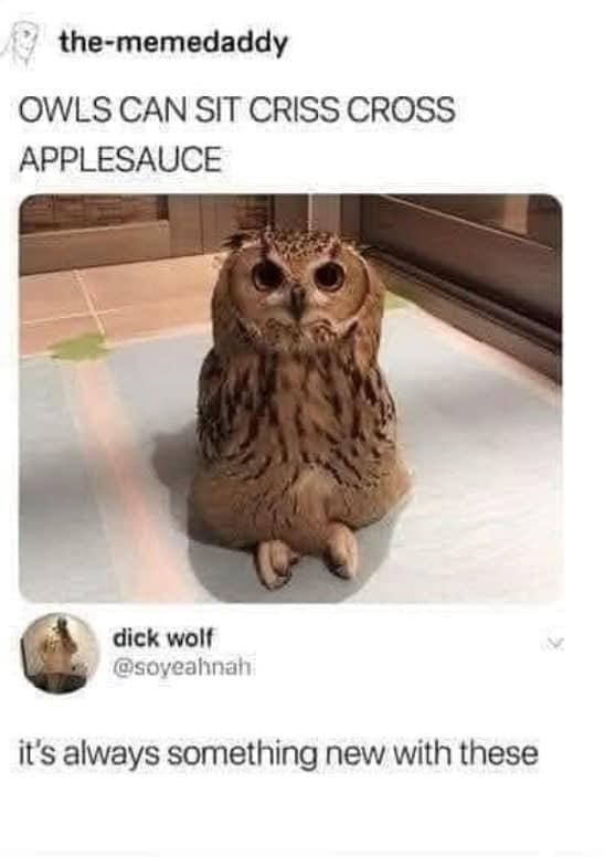 owl memes, funny owl, bird memes, cute owl, owl jokes, owl pictures, nocturnal memes, feathered humor, wise owl memes, hoot memes, owl meme
