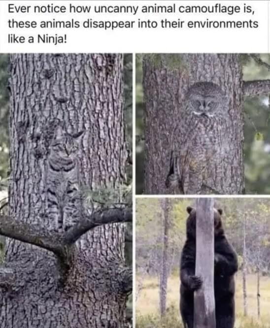 owl memes, funny owl, bird memes, cute owl, owl jokes, owl pictures, nocturnal memes, feathered humor, wise owl memes, hoot memes, owl meme