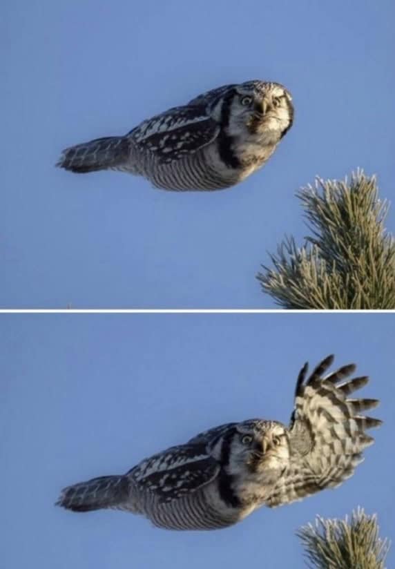 owl memes, funny owl, bird memes, cute owl, owl jokes, owl pictures, nocturnal memes, feathered humor, wise owl memes, hoot memes, owl meme