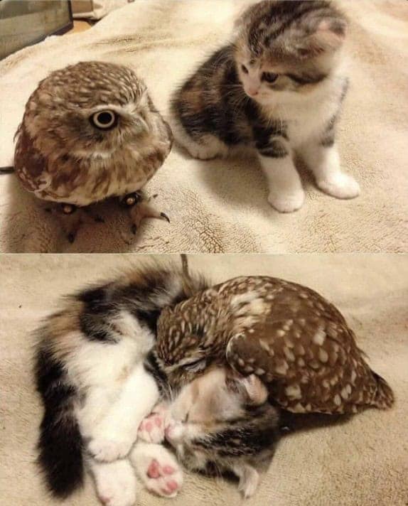 owl memes, funny owl, bird memes, cute owl, owl jokes, owl pictures, nocturnal memes, feathered humor, wise owl memes, hoot memes, owl meme