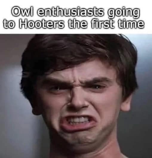 owl memes, funny owl, bird memes, cute owl, owl jokes, owl pictures, nocturnal memes, feathered humor, wise owl memes, hoot memes, owl meme
