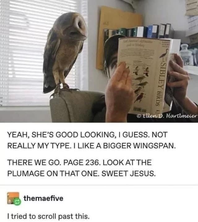 owl memes, funny owl, bird memes, cute owl, owl jokes, owl pictures, nocturnal memes, feathered humor, wise owl memes, hoot memes, owl meme