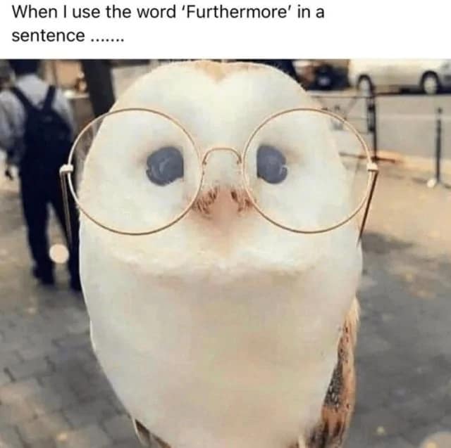 owl memes, funny owl, bird memes, cute owl, owl jokes, owl pictures, nocturnal memes, feathered humor, wise owl memes, hoot memes, owl meme