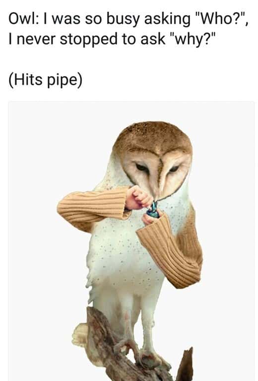 owl memes, funny owl, bird memes, cute owl, owl jokes, owl pictures, nocturnal memes, feathered humor, wise owl memes, hoot memes, owl meme