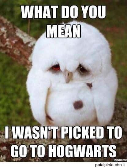 owl memes, funny owl, bird memes, cute owl, owl jokes, owl pictures, nocturnal memes, feathered humor, wise owl memes, hoot memes, owl meme