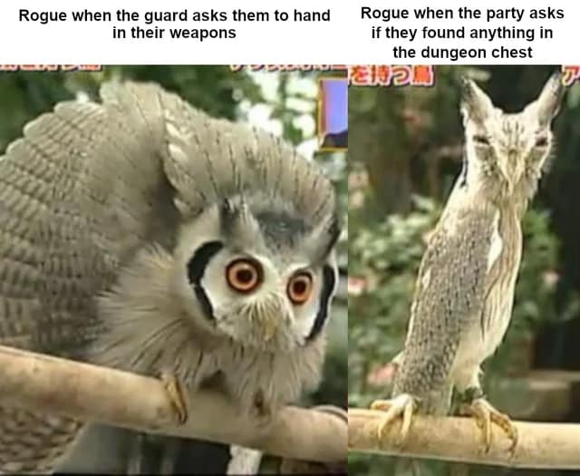 owl memes, funny owl, bird memes, cute owl, owl jokes, owl pictures, nocturnal memes, feathered humor, wise owl memes, hoot memes, owl meme