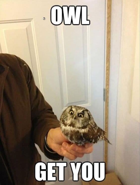 owl memes, funny owl, bird memes, cute owl, owl jokes, owl pictures, nocturnal memes, feathered humor, wise owl memes, hoot memes, owl meme