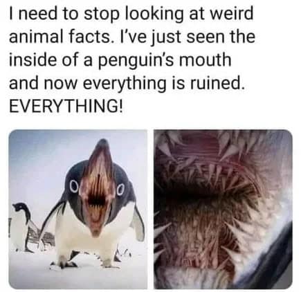 penguin meme, penguin memes, funny animal memes, cute penguin, penguin jokes, penguin humor