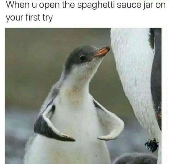 penguin meme, penguin memes, funny animal memes, cute penguin, penguin jokes, penguin humor