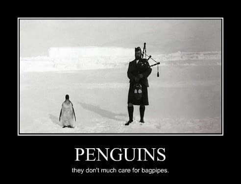 penguin meme, penguin memes, funny animal memes, cute penguin, penguin jokes, penguin humor