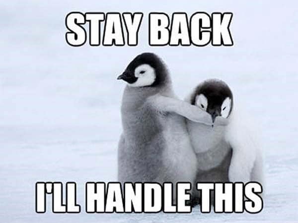 penguin meme, penguin memes, funny animal memes, cute penguin, penguin jokes, penguin humor
