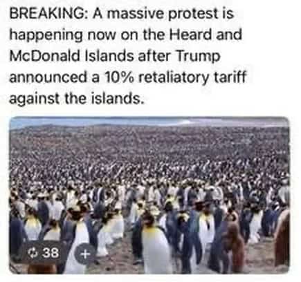 penguin meme, penguin memes, funny animal memes, cute penguin, penguin jokes, penguin humor