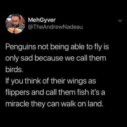 penguin meme, penguin memes, funny animal memes, cute penguin, penguin jokes, penguin humor