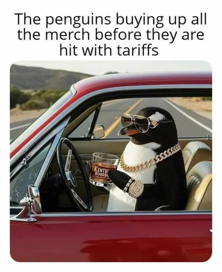 penguin meme, penguin memes, funny animal memes, cute penguin, penguin jokes, penguin humor