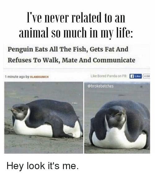 penguin meme, penguin memes, funny animal memes, cute penguin, penguin jokes, penguin humor