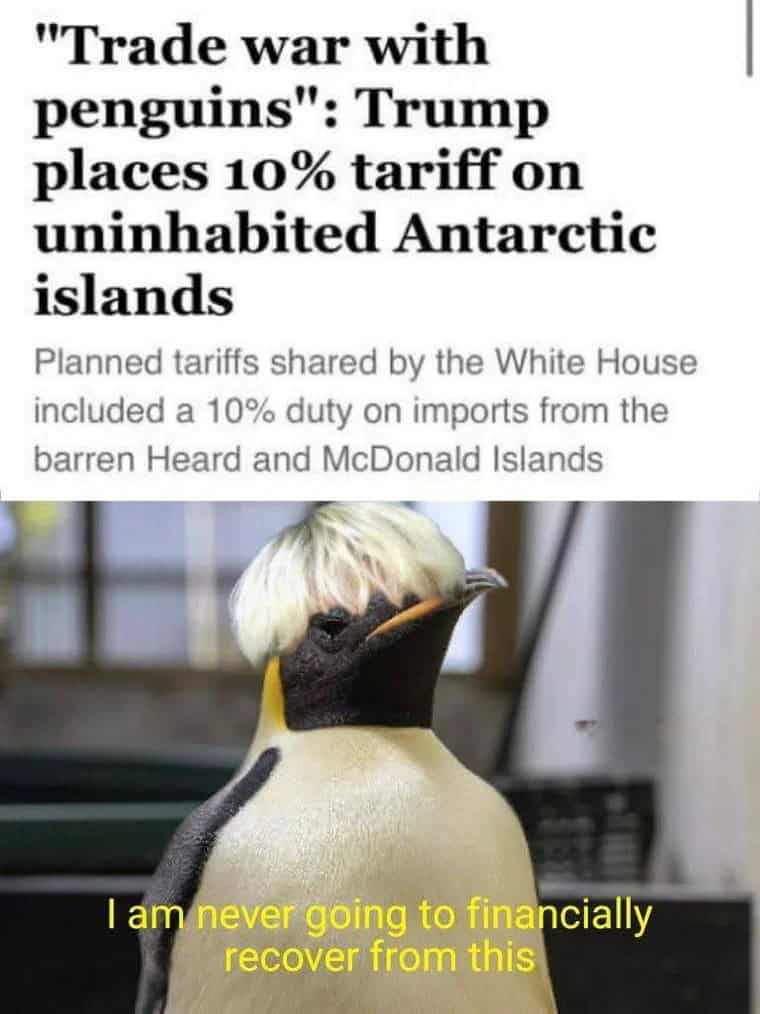 penguin meme, penguin memes, funny animal memes, cute penguin, penguin jokes, penguin humor