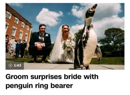 penguin meme, penguin memes, funny animal memes, cute penguin, penguin jokes, penguin humor