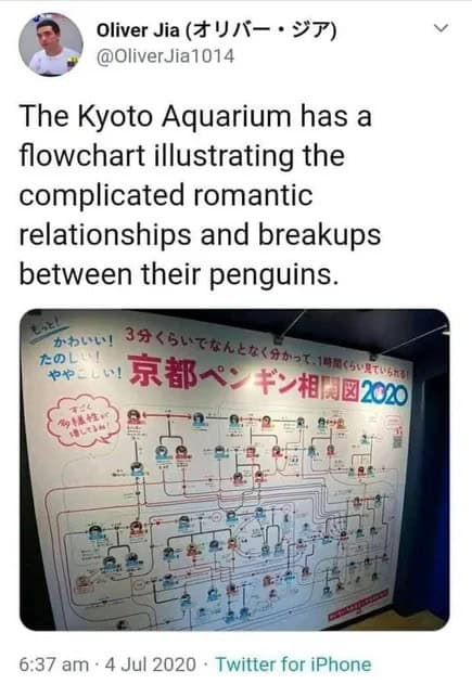 penguin meme, penguin memes, funny animal memes, cute penguin, penguin jokes, penguin humor