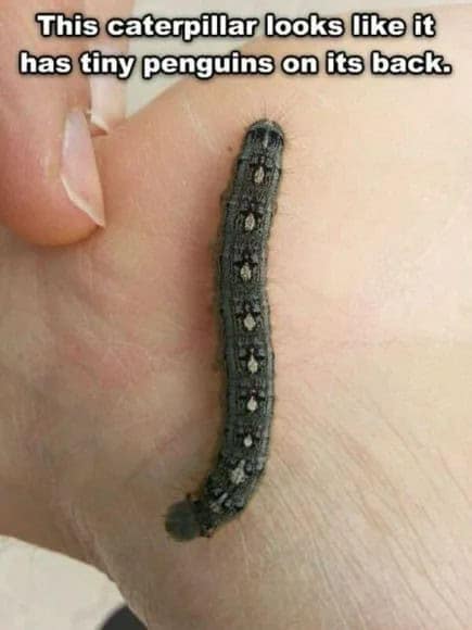penguin meme, penguin memes, funny animal memes, cute penguin, penguin jokes, penguin humor