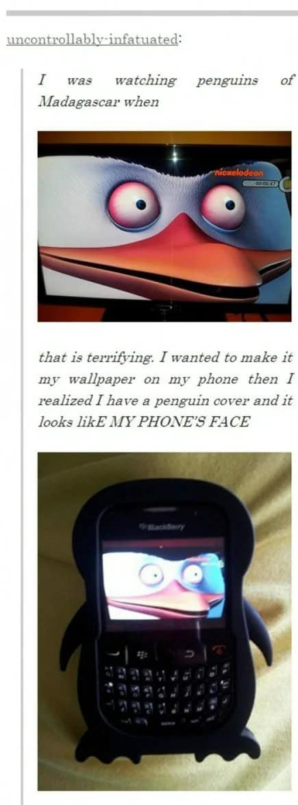 penguin meme, penguin memes, funny animal memes, cute penguin, penguin jokes, penguin humor