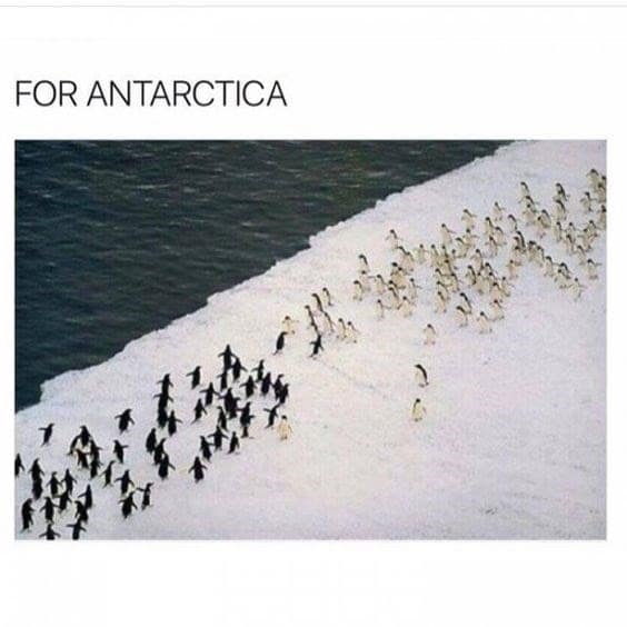penguin meme, penguin memes, funny animal memes, cute penguin, penguin jokes, penguin humor