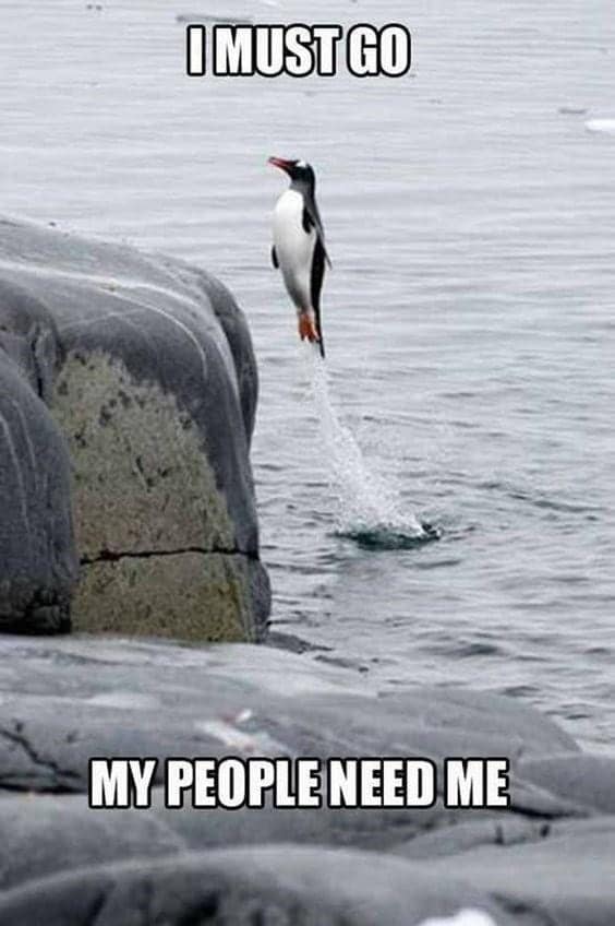 penguin meme, penguin memes, funny animal memes, cute penguin, penguin jokes, penguin humor