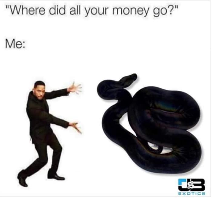 reptile memes, lizard memes, frog memes, snake memes, funny reptile memes, scaly memes, gecko memes, turtle memes, iguana memes, amphibian memes, cold-blooded memes, animal memes, funny animal memes, pet reptile jokes, reptile humor, frog jokes, snake jokes, lizard humor, meme reptiles, reptile laughs