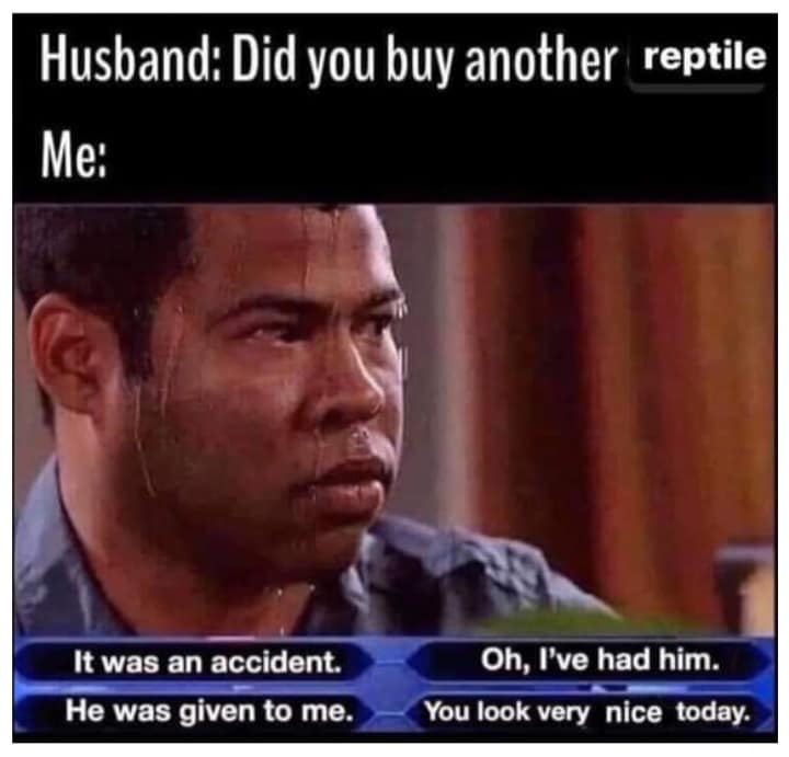 reptile memes, lizard memes, frog memes, snake memes, funny reptile memes, scaly memes, gecko memes, turtle memes, iguana memes, amphibian memes, cold-blooded memes, animal memes, funny animal memes, pet reptile jokes, reptile humor, frog jokes, snake jokes, lizard humor, meme reptiles, reptile laughs