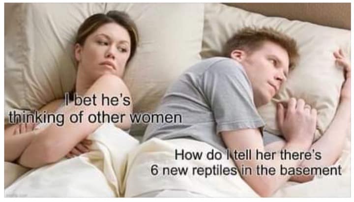 reptile memes, lizard memes, frog memes, snake memes, funny reptile memes, scaly memes, gecko memes, turtle memes, iguana memes, amphibian memes, cold-blooded memes, animal memes, funny animal memes, pet reptile jokes, reptile humor, frog jokes, snake jokes, lizard humor, meme reptiles, reptile laughs
