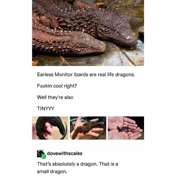 reptile memes, lizard memes, frog memes, snake memes, funny reptile memes, scaly memes, gecko memes, turtle memes, iguana memes, amphibian memes, cold-blooded memes, animal memes, funny animal memes, pet reptile jokes, reptile humor, frog jokes, snake jokes, lizard humor, meme reptiles, reptile laughs