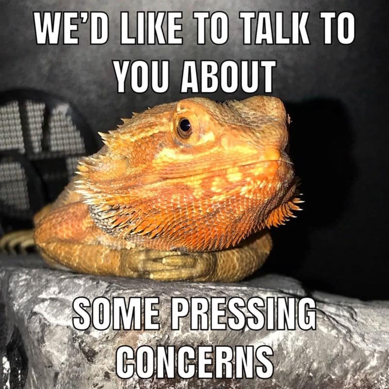 reptile memes, lizard memes, frog memes, snake memes, funny reptile memes, scaly memes, gecko memes, turtle memes, iguana memes, amphibian memes, cold-blooded memes, animal memes, funny animal memes, pet reptile jokes, reptile humor, frog jokes, snake jokes, lizard humor, meme reptiles, reptile laughs