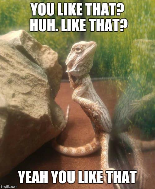 reptile memes, lizard memes, frog memes, snake memes, funny reptile memes, scaly memes, gecko memes, turtle memes, iguana memes, amphibian memes, cold-blooded memes, animal memes, funny animal memes, pet reptile jokes, reptile humor, frog jokes, snake jokes, lizard humor, meme reptiles, reptile laughs