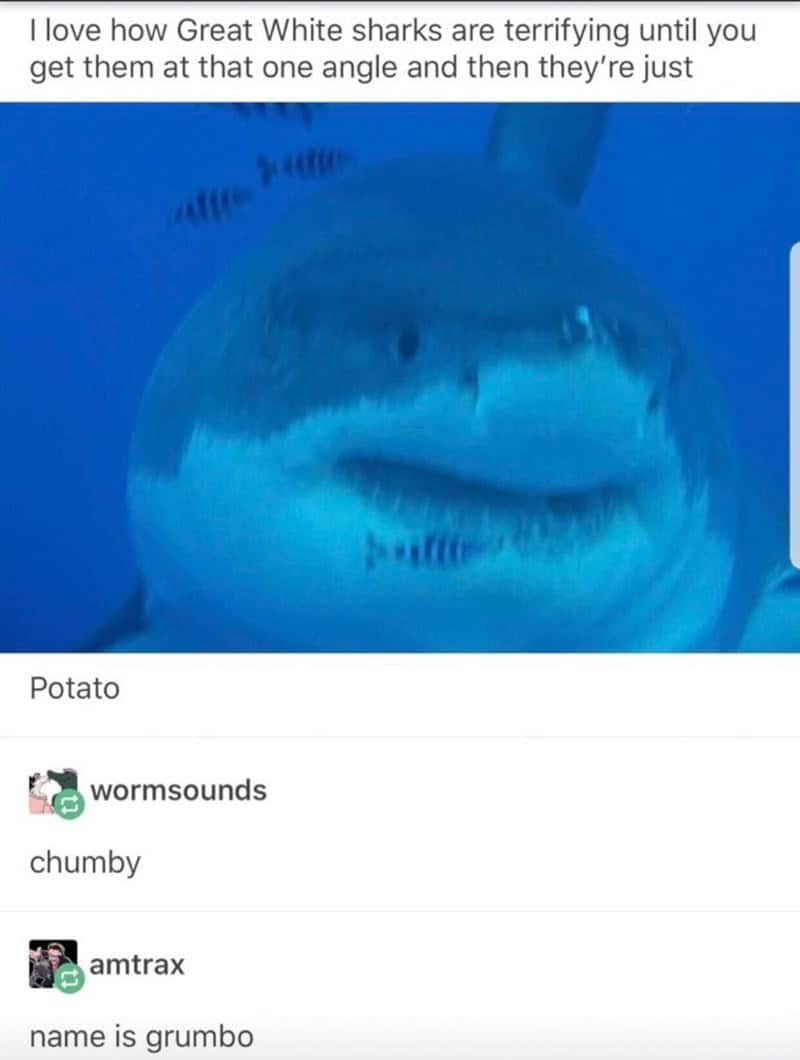 shark memes, funny shark memes, ocean memes, sea memes, jaws memes, marine memes, fish memes, great white memes, hammerhead memes, shark week memes, deep sea jokes, aquatic humor, predator memes, water memes, sea life memes