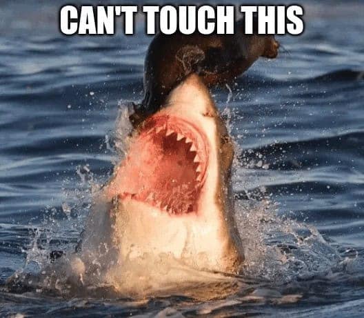 shark memes, funny shark memes, ocean memes, sea memes, jaws memes, marine memes, fish memes, great white memes, hammerhead memes, shark week memes, deep sea jokes, aquatic humor, predator memes, water memes, sea life memes