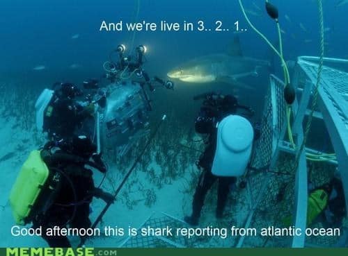 shark memes, funny shark memes, ocean memes, sea memes, jaws memes, marine memes, fish memes, great white memes, hammerhead memes, shark week memes, deep sea jokes, aquatic humor, predator memes, water memes, sea life memes