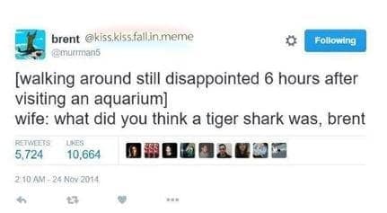 shark memes, funny shark memes, ocean memes, sea memes, jaws memes, marine memes, fish memes, great white memes, hammerhead memes, shark week memes, deep sea jokes, aquatic humor, predator memes, water memes, sea life memes