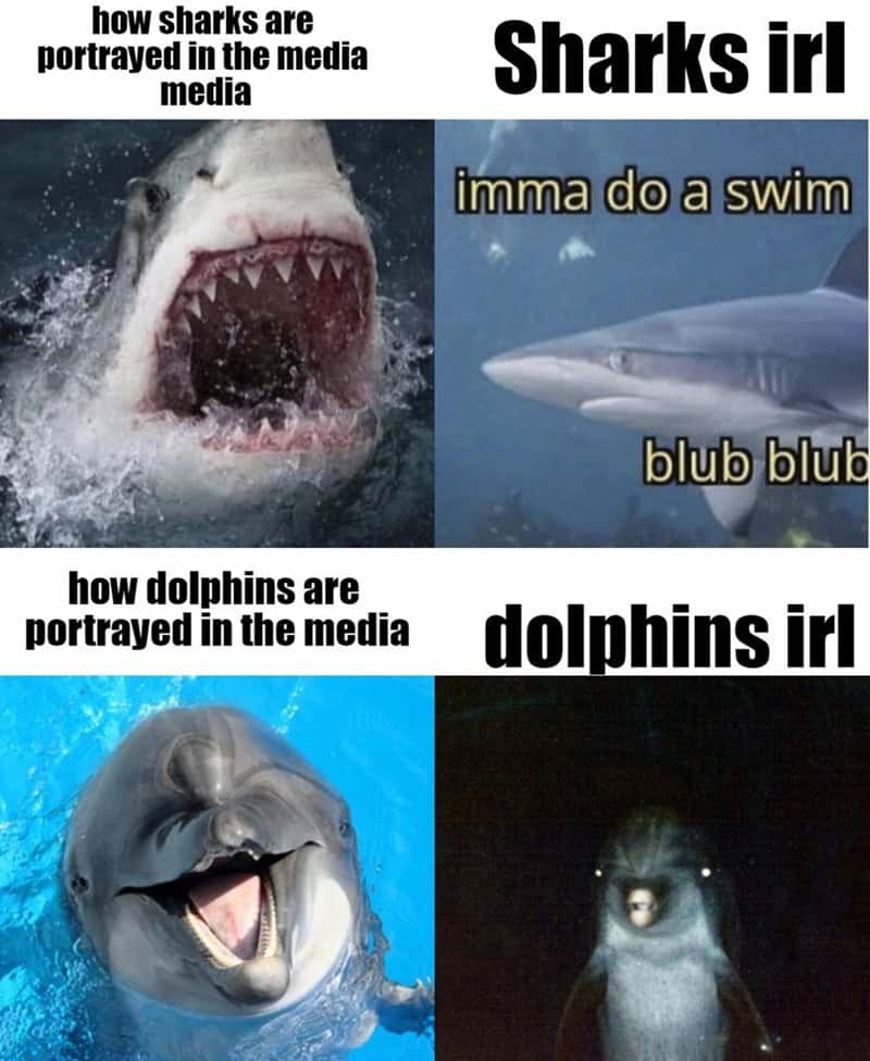 shark memes, funny shark memes, ocean memes, sea memes, jaws memes, marine memes, fish memes, great white memes, hammerhead memes, shark week memes, deep sea jokes, aquatic humor, predator memes, water memes, sea life memes