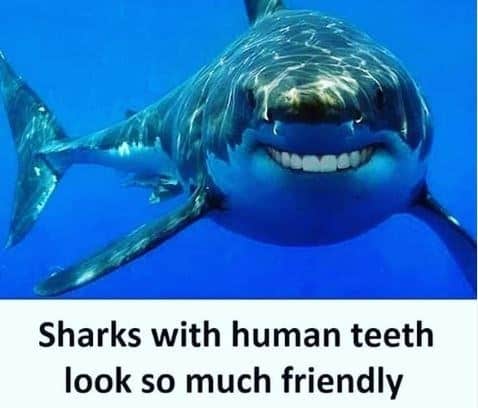 shark memes, funny shark memes, ocean memes, sea memes, jaws memes, marine memes, fish memes, great white memes, hammerhead memes, shark week memes, deep sea jokes, aquatic humor, predator memes, water memes, sea life memes