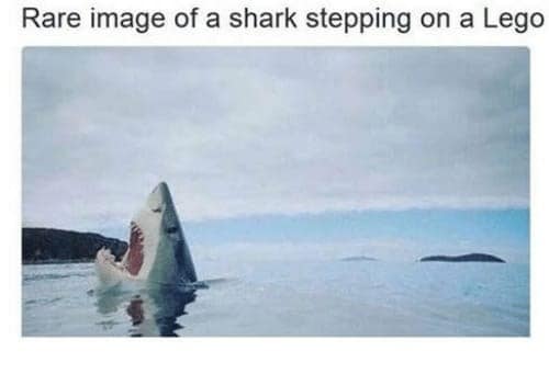 shark memes, funny shark memes, ocean memes, sea memes, jaws memes, marine memes, fish memes, great white memes, hammerhead memes, shark week memes, deep sea jokes, aquatic humor, predator memes, water memes, sea life memes