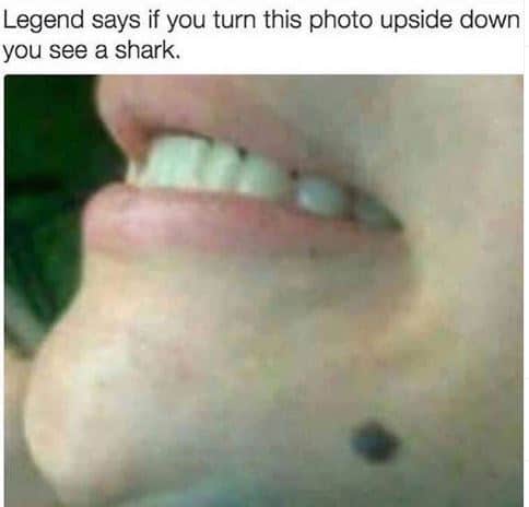 shark memes, funny shark memes, ocean memes, sea memes, jaws memes, marine memes, fish memes, great white memes, hammerhead memes, shark week memes, deep sea jokes, aquatic humor, predator memes, water memes, sea life memes