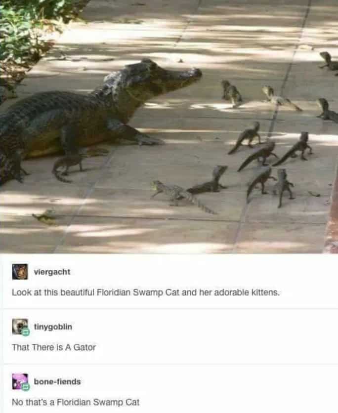 Look at this beautiful Floridian Swamp Cat and her adorable kittens.