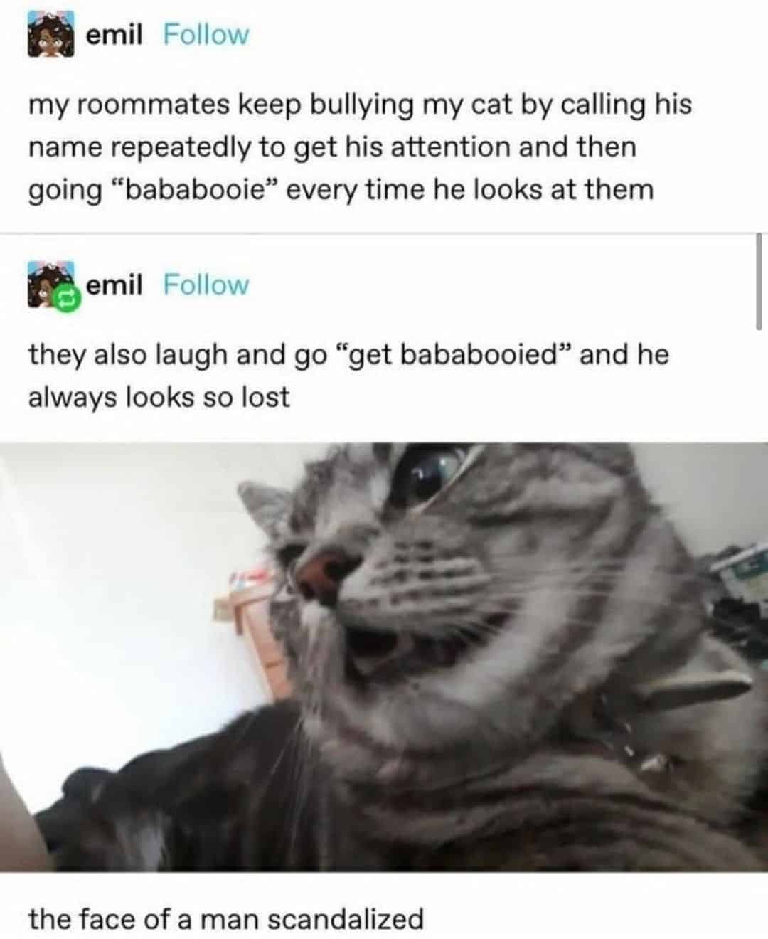 my roommates keep bullying my cat by calling his name repeatedly to get his attention and then going "bababooie" every time he looks at them