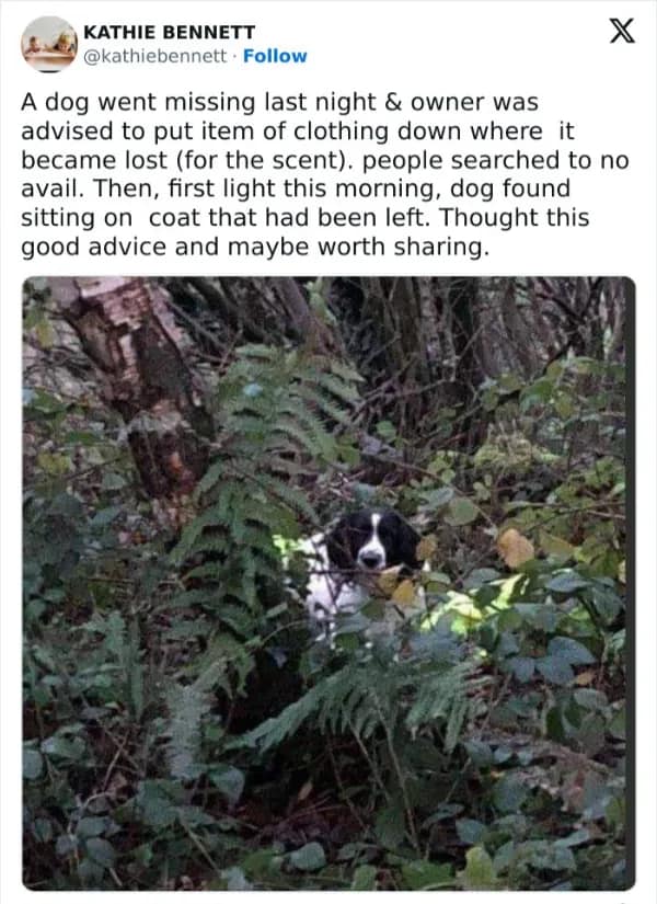 wholesome memes, heartwarming memes, uplifting memes, positive memes, feel-good memes, wholesome jokes, wholesome humor, restore your faith in humanity