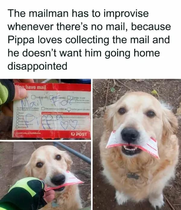 wholesome memes, heartwarming memes, uplifting memes, positive memes, feel-good memes, wholesome jokes, wholesome humor, restore your faith in humanity