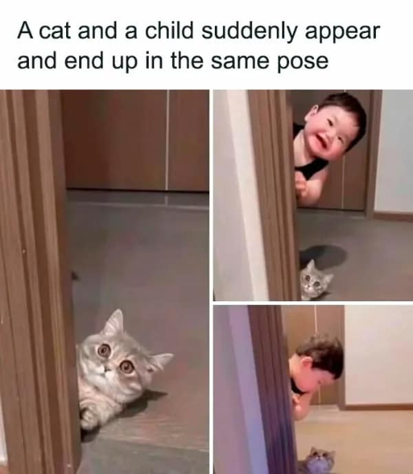 wholesome memes, heartwarming memes, uplifting memes, positive memes, feel-good memes, wholesome jokes, wholesome humor, restore your faith in humanity