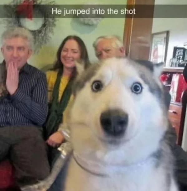 wholesome memes, heartwarming memes, uplifting memes, positive memes, feel-good memes, wholesome jokes, wholesome humor, restore your faith in humanity