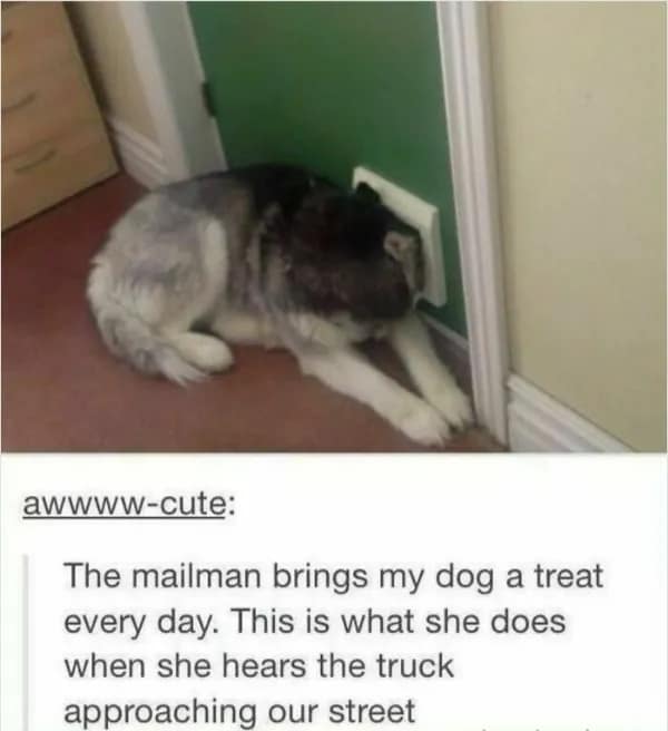 wholesome memes, heartwarming memes, uplifting memes, positive memes, feel-good memes, wholesome jokes, wholesome humor, restore your faith in humanity