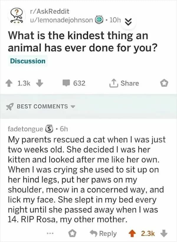 wholesome memes, heartwarming memes, uplifting memes, positive memes, feel-good memes, wholesome jokes, wholesome humor, restore your faith in humanity