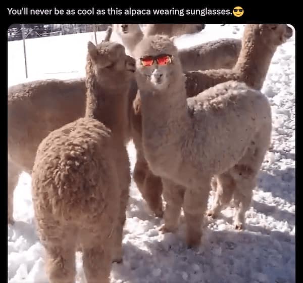 animal memes, funny animal memes, pet memes, cute animal memes, dog memes, cat memes, wildlife memes, critter memes, animal humor, creature jokes, furry memes, zoo memes, adorable memes, animal reactions, animal pics, pet humor